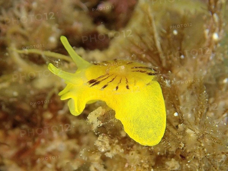 Golden sponge snail (Tylodina perversa)