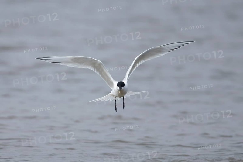 Sandwich tern (Thalasseus sandvicensis) adult bird in flight over the sea, England, United Kingdom