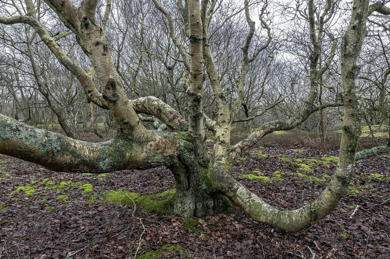 Birch trunks (Betula pendula), Amrum, Schleswig-Holstein, Germany
