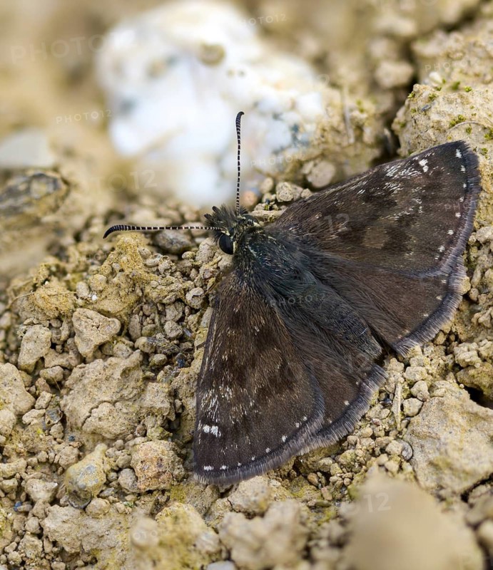Dingy skipper, dark thighead, Erynnis day, crown-wit, butterfly, thick-headed butterfly, high size, portrait format, insects, butterflies, butterflies, butterflies
