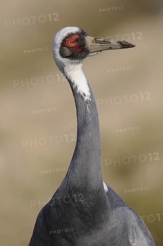 White-naped Crane (Antigone vipio), Arasaki, Japan