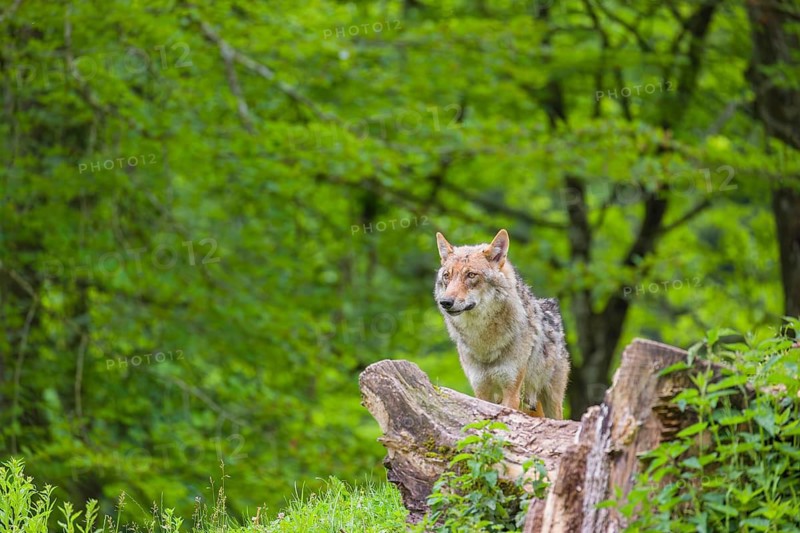 A female Eurasian Grey Wolf (Canis lupus lupus) is standing on a hill next to a rotting tree lying on the ground