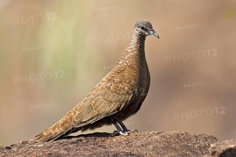White-quilled Rock Pigeon (Petrophassa albipennis), Western Australia, Australia