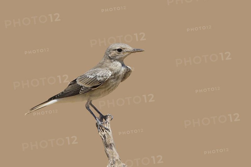 Hooded Wheatear (Oenanthe monacha) juvenile, Eilat, Israel