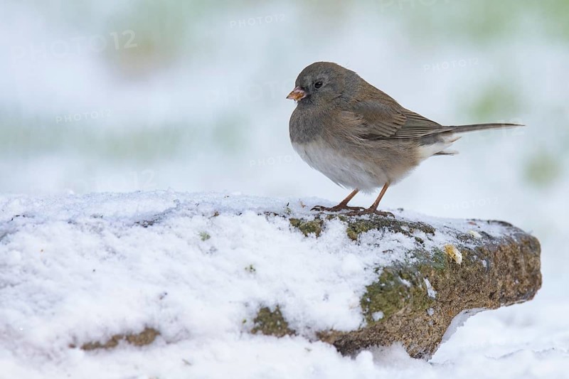 Slate-colored Junco (Junco hyemalis hyemalis) perched on a snow rock, Texas, USA