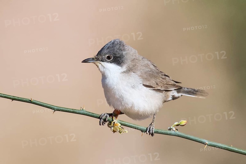 Lesser Whitethroat (Sylvia curruca) perched on a twig, Eilat, Israel