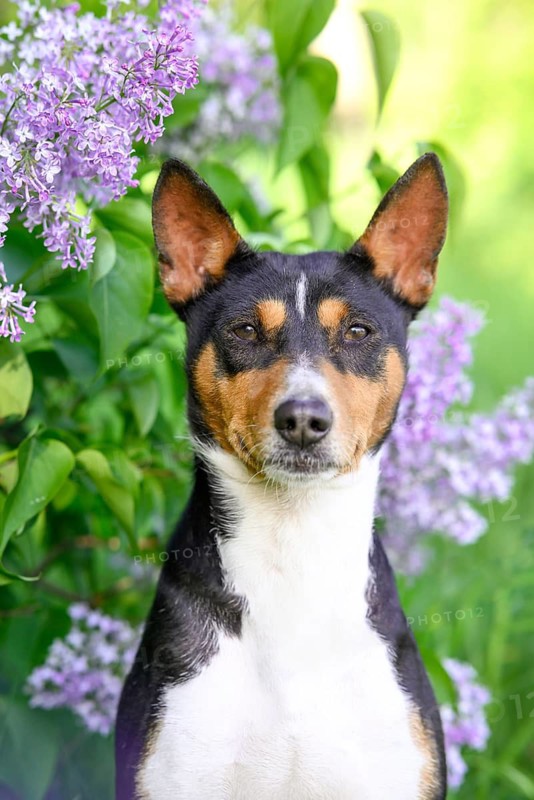 A Basenji dog stands alert in a park, surrounded by vibrant lilac blooms on a sunny spring day. Its coat shines against the lush greenery and colorful flowers