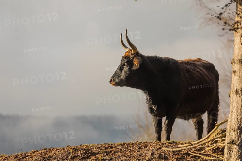 One male aurochs or urus or ure (Bos primigenius), standing at a forest edge on a sunny day