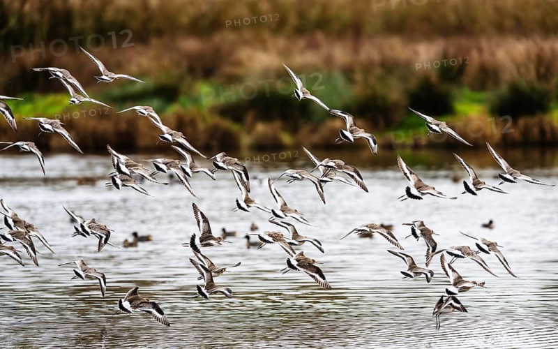 Black-tailed Godwits, Limosa limosa, birds in flight over marshes, Devon, England, United Kingdom