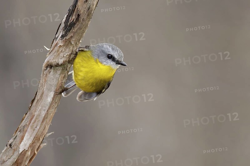 Eastern Yellow Robin (Eopsaltria australis), Victoria, Australia