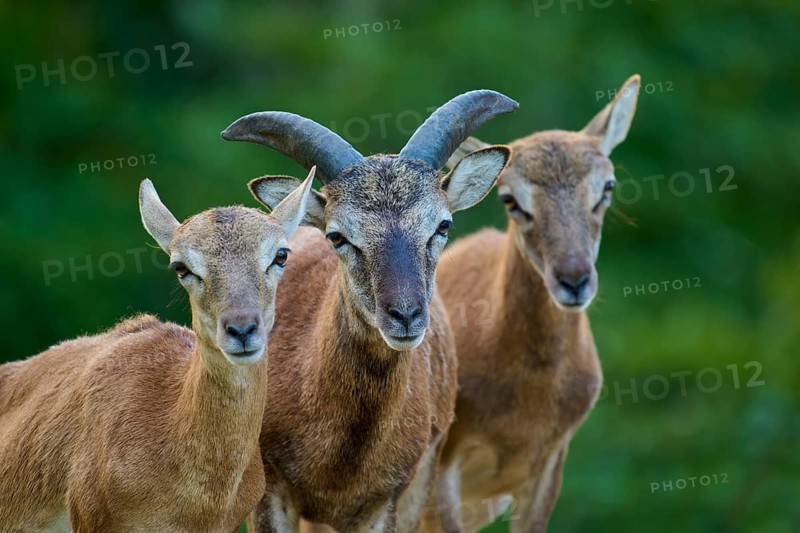 European mouflon (Ovis orientalis musimon), two females and a young ram, Germany