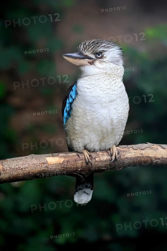 Blue-winged Kingfisher (Dacelo leachii), Crested Kingfisher, Blue-winged Kookaburra, adult, perch, Australia