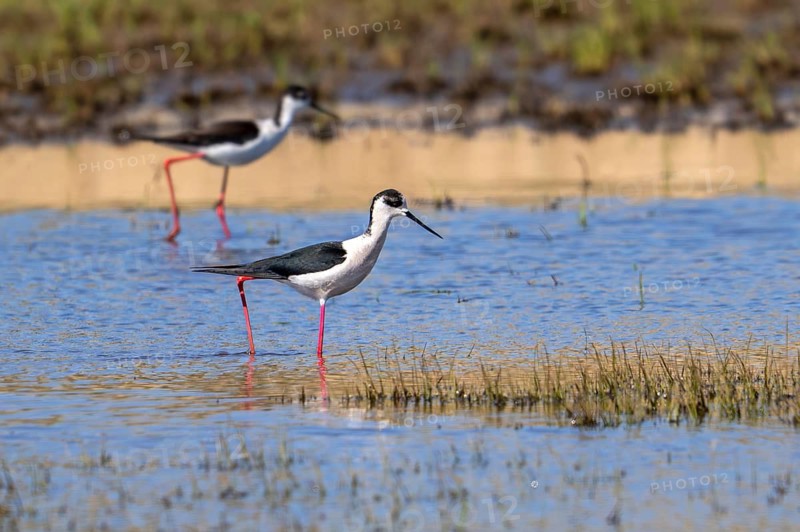Black-winged stilts (Himantopus himantopus) two adult males foraging in shallow water of pond at wetland in spring