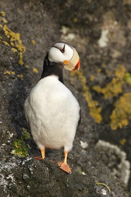 Horned Puffin (Fratercula corniculata), Alaska, USA