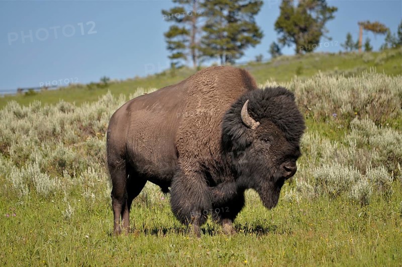 American Bison (Bos bison / Bison bison)