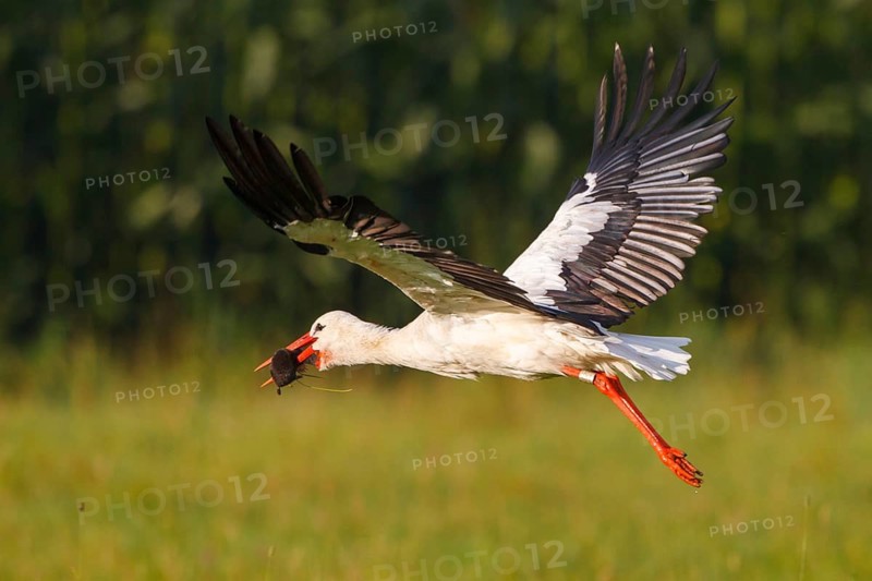 White Stork (Ciconia ciconia) female flying with caught mole in its beak, North Rhine-Westphalia, Germany