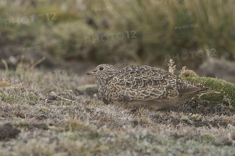 Grey-breasted Seedsnipe (Thinocorus orbignyianus), Marcapomacocha, Peru
