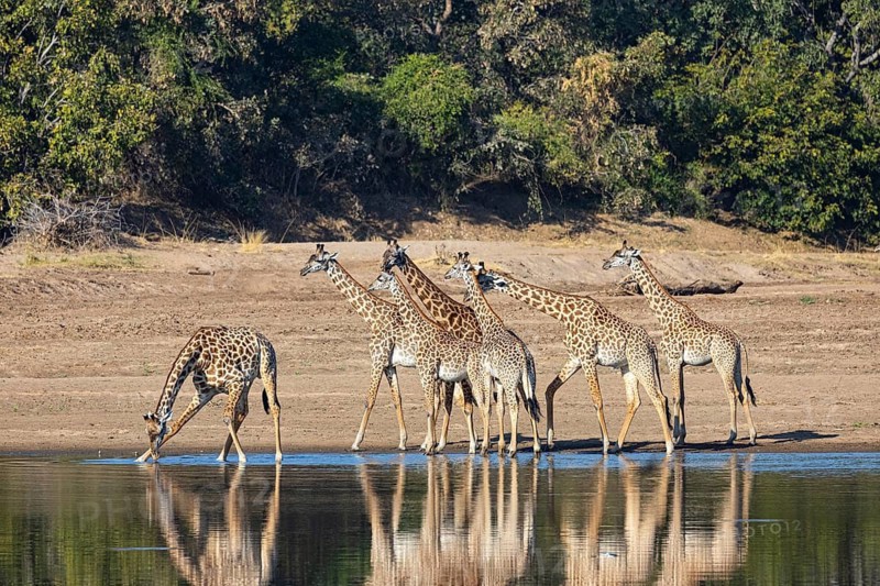 Thornicroft's Giraffe (Giraffa camelopardalis thornicrofti) Luangwa River Zambia August
