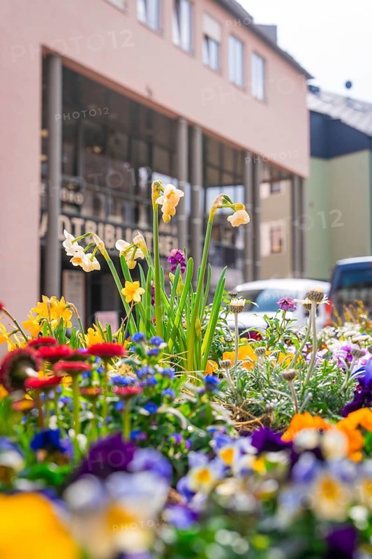 Multicoloured flowers in front of municipal buildings and parked cars, Nagold, Black Forest, Germany
