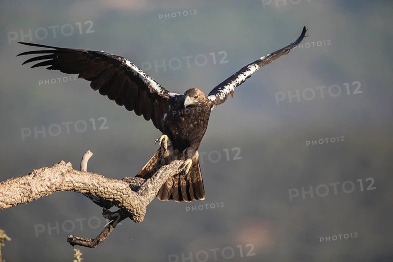 Iberian Eagle (Aquila adalberti), Spanish imperial eagle, Extremadura, Castilla La Mancha, Spain
