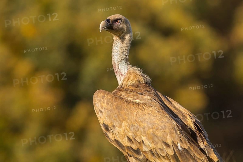 Griffon Vulture (Gyps fulvus), portrait, Castilla Leon, Spain