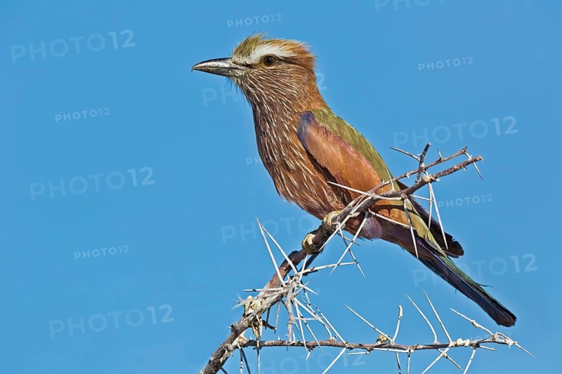 Purple Roller (Coracias naevius) perched on a branch, Etosha, Namibia