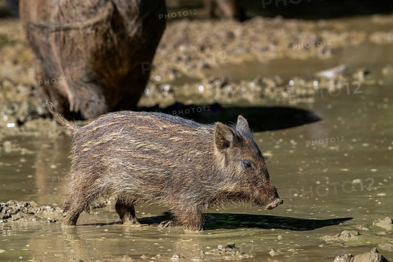 Wild boar (Sus scrofa) squeaker foraging in the mud of puddle in forest in spring