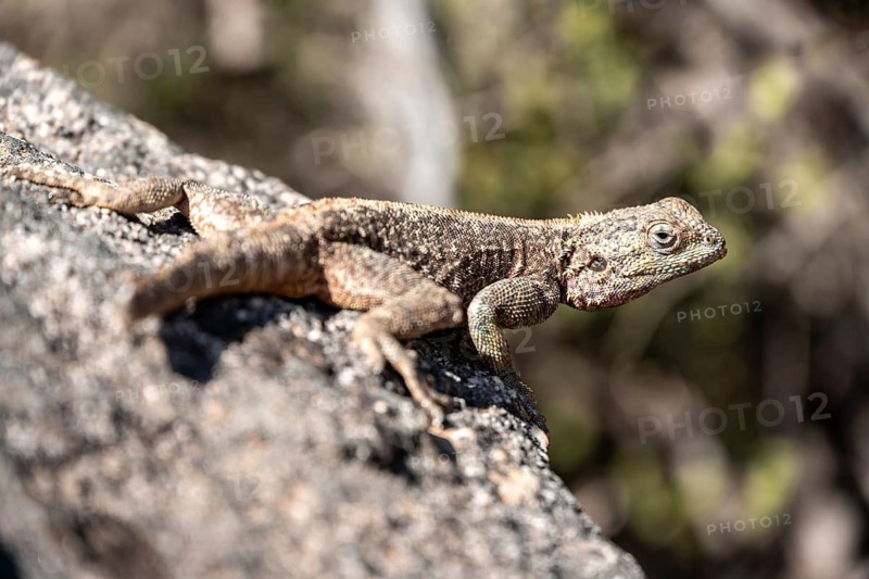 Western rock agama (Agama anchietae), South Africa