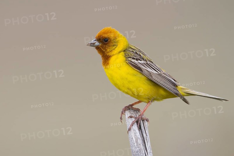 Red-headed Bunting - Braunkopfammer - Emberiza bruniceps, Kazakhstan, adult male