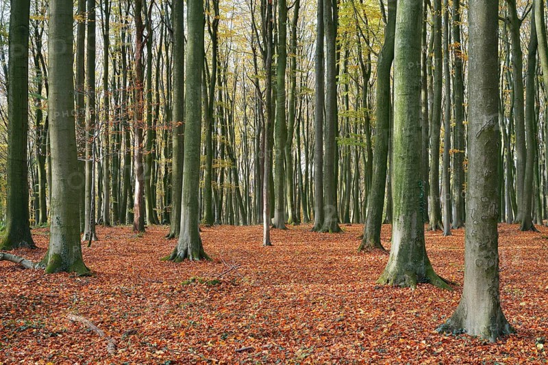 A European beech forest (Fagus sylvatica) in autumn, North Rhine-Westphalia, Germany