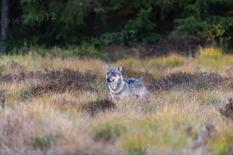 One young male eurasian gray wolf (Canis lupus lupus) running over a meadow with tall grass. A dark forest in the background