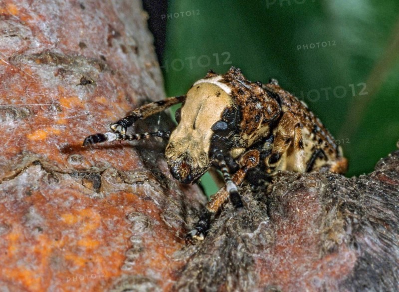 Anthribus albinus, brush beetle, cryptical-marked fungus weevil, large broad-weevil, long-feeler broad-weevil, Platystomos albinus, beetle, coleoptera, insects, beetles, leo
