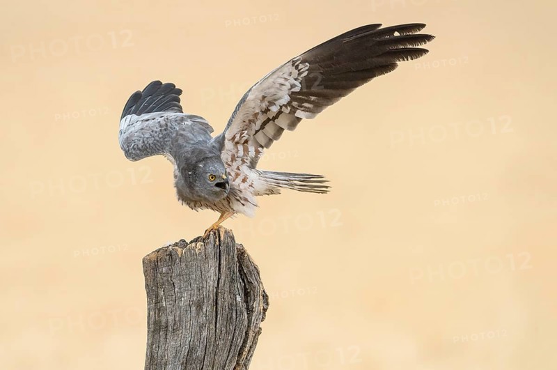 Montagu's Harrier (Circus pygargus) male perched on a post, Andalusia, Spain