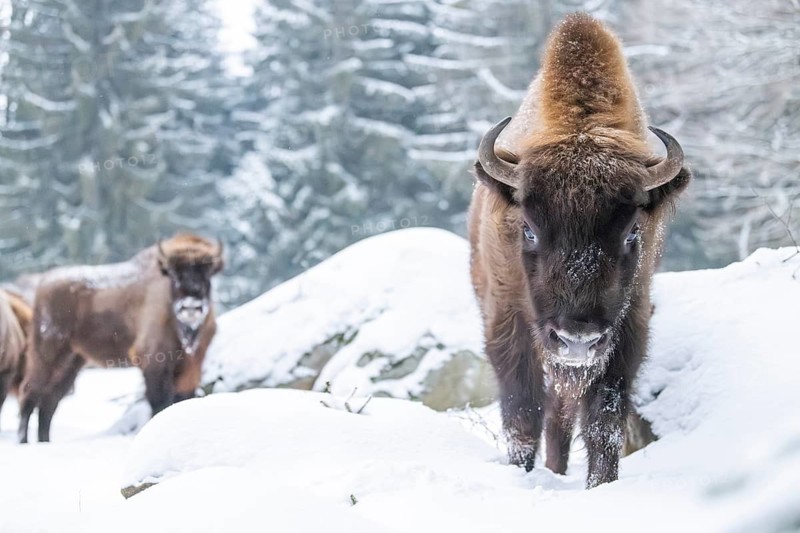 European bison (Bison bonasus) or Wisent standing on a meadow next to the forest in winter, snow, Bavaria, Germany
