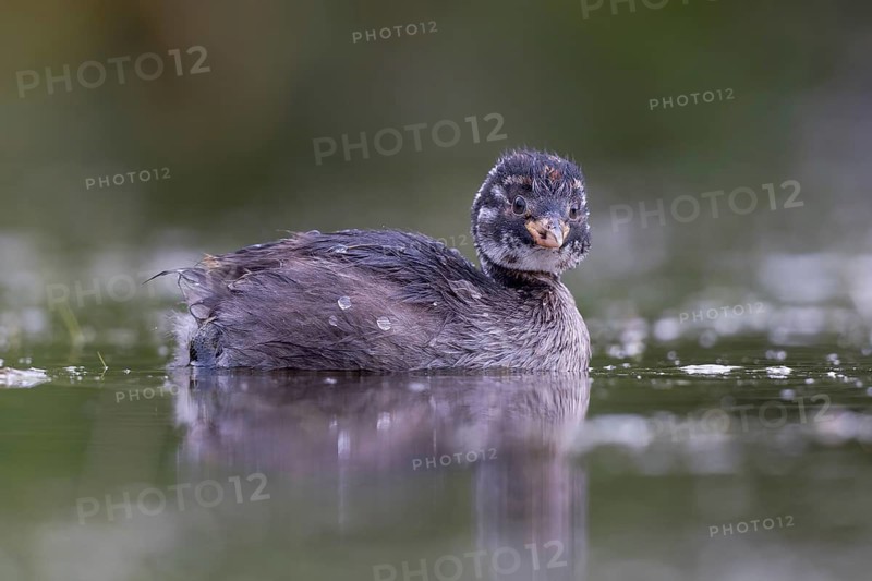 Little Grebe (Tachybaptus ruficollis) chick, North Rhine-Westphalia, Germany