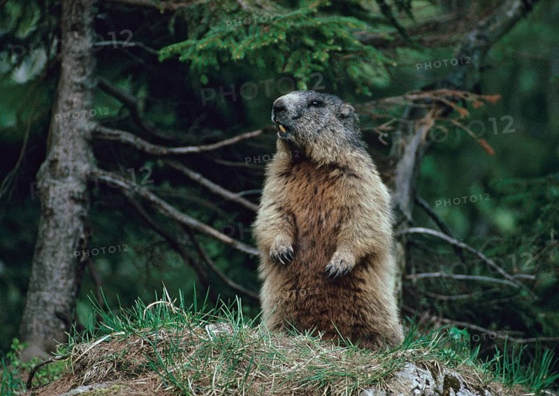 Marmot, marmota marmota, rodents, rodentia, mammals, rodents, mammals