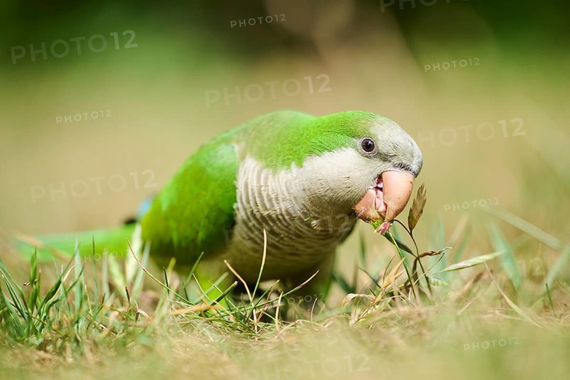 Monk parakeet (Myiopsitta monachus) wildlife on a meadow, Catalonia, Spain
