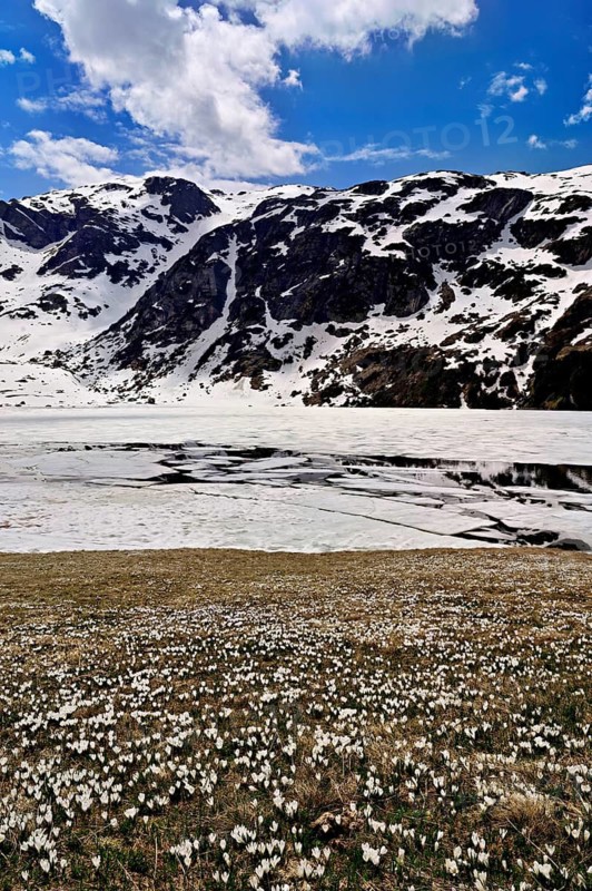 Ice floes drift in the half-frozen upper Murgsee, in the foreground, white flowering spring crocuses (Crocus vernus), Murg Valley, Canton of St. Gallen, Switzerland