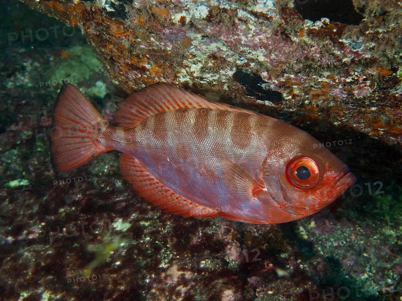 A colourful big-eyed wrasse, the glass-eyed wrasse (Heteropriacanthus cruentatus), stays close to the rocks at a safe distance, dive site: El Cabron Marine Reserve, Arinaga, Gran Canaria, Spain, Europe, Atlantic Ocean