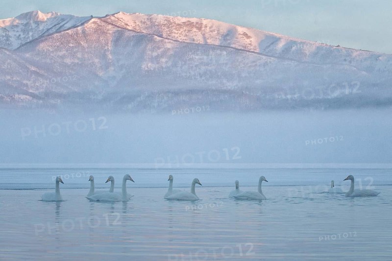 Whooper Swan (Cygnus cygnus) group, Hokkaido, Japan