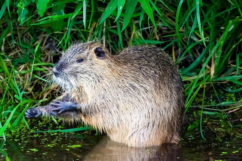 Animals, mammals, nutria, beaver rat, swamp beaver, tailed beaver, tailed rat, (Myocastor coypus), Spreewald, Germany