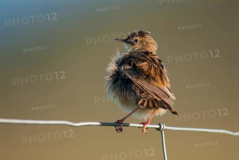 Cist-singer, cisticola juncidis, fan-tailed warbler, cist-singer, zitting cisticola, birds, extremadura, plumage care, passeri, preening, songbirds, Spain, birds