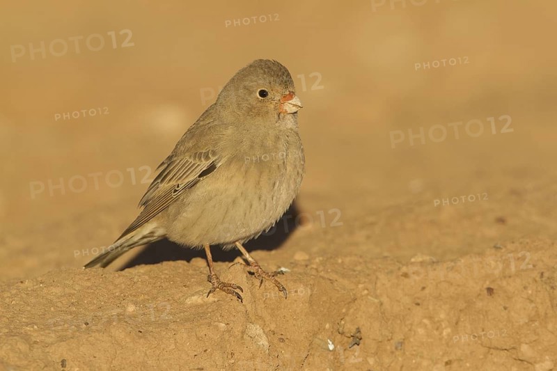Trumpeter Finch (Bucanetes githagineus), Morocco
