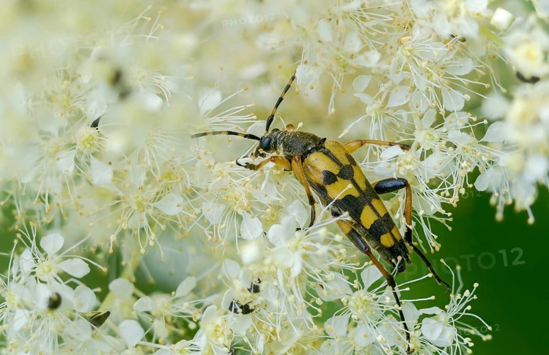 Black and yellow longhorn beetle, cerambycidae, spotted larbock, harlequin longhorn, leptura maculata, rutpela maculata, strangalia maculata, beetle, longhorn, coleoptera, insects, beetles, spotted longhorn