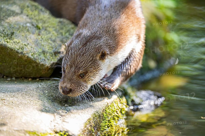 Eurasian otter (Lutra lutra) walking on a rock, Bavaria, Germany