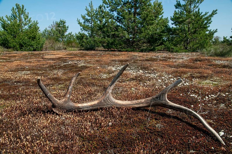 2010, Artiodactyla, Brandenburg, Cervus Elaphus, Even-Toed Ungulate, Germany, Nabu, national natural heritage, natural paradise Grünhaus, cloven-hoofed, red deer, red deer, dropping pole, post-mining landscape, antlers, greenhouse, deer, mammals, mammals, mammals