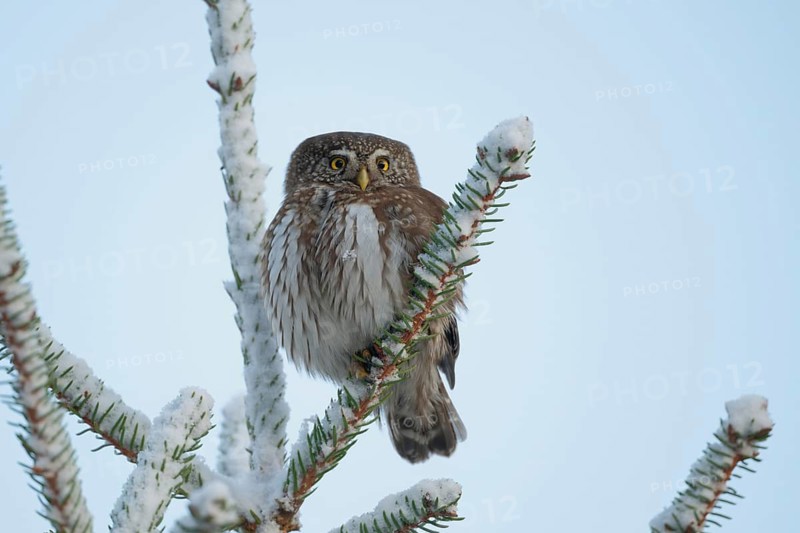 Eurasian Pygmy Owl (Glaucidium passerinum), Saxony, Germany