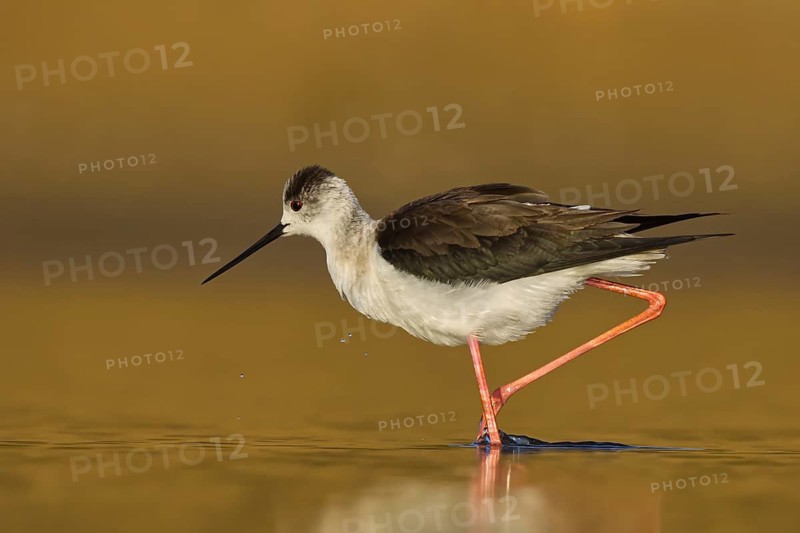 Black-winged Stilt (Himantopus himantopus) female foraging, North Rhine-Westphalia, Germany