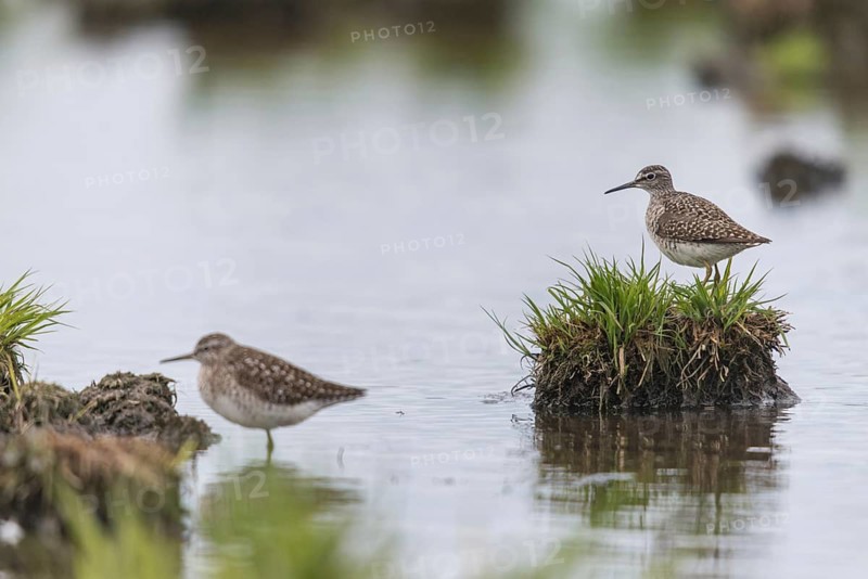 Bruchwasserlaeufer, tringa glareola, wood sandpiper, birds, charadriiformes, limikolen, snipe birds, scolopacidae, birds, waders, waders