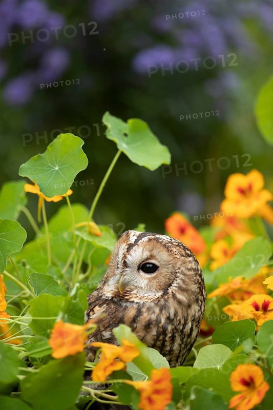 Tawny Owl (Strix aluco) captive, Germany